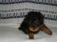 AKC Chief , a male Poodle - Miniature  for sale in Cub Run, KY – Photo 2 of 4