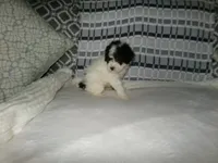 AKC Misty , a female Poodle - Miniature  for sale in Cub Run, KY – Photo 2 of 5