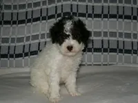 AKC Misty , a female Poodle - Miniature  for sale in Cub Run, KY – Photo 4 of 5