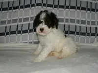 AKC Misty , a female Poodle - Miniature  for sale in Cub Run, KY – Photo 3 of 5