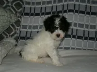 AKC Misty , a female Poodle - Miniature  for sale in Cub Run, KY – Photo 5 of 5