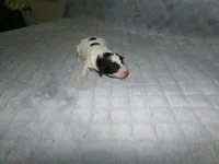 AKC Misty , a female Poodle - Miniature  for sale in Cub Run, KY – Photo 2 of 3