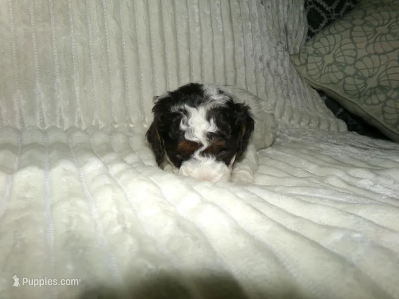 AKC Misty  – Poodle - Miniature  puppy for sale in Cub Run, KY