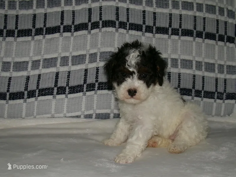 AKC Misty  – Poodle - Miniature  puppy for sale in Cub Run, KY