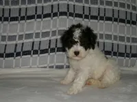 AKC Misty , a female Poodle - Miniature  for sale in Cub Run, KY – Photo 1 of 5