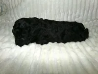 Amy, a female Poodle - Miniature  for sale in Cub Run, KY – Photo 3 of 3