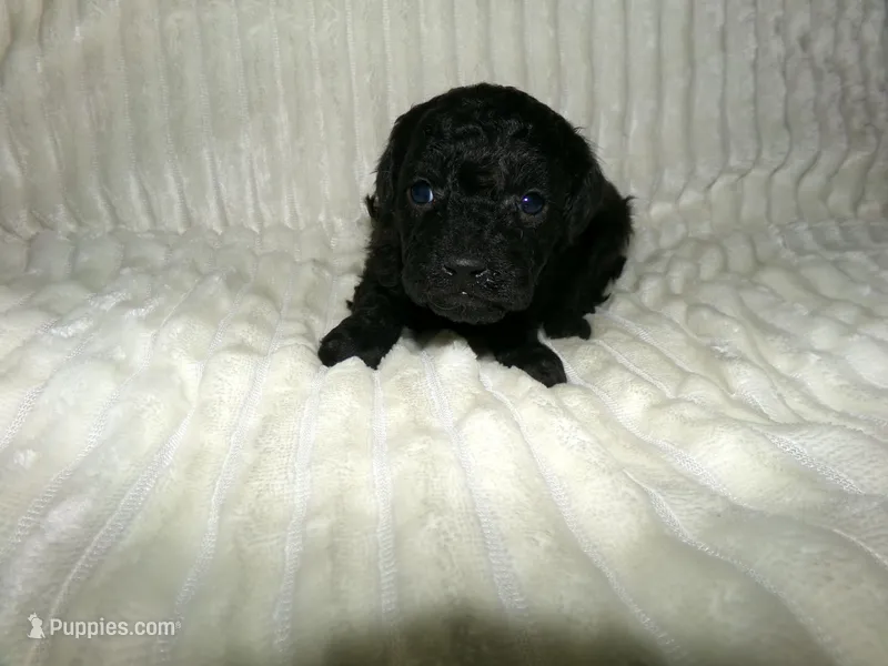 Amy – Poodle - Miniature  puppy for sale in Cub Run, KY