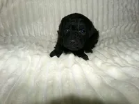 Amy, a female Poodle - Miniature  for sale in Cub Run, KY – Photo 1 of 3