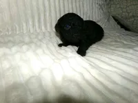 Amy, a female Poodle - Miniature  for sale in Cub Run, KY – Photo 2 of 3