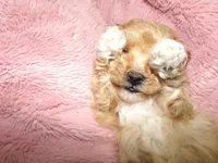 AKC Princess , a female Poodle - Toy  for sale in Cub Run, KY – Photo 9 of 10