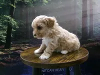 AKC Princess , a female Poodle - Toy  for sale in Cub Run, KY – Photo 6 of 10