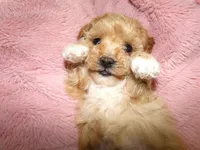 AKC Princess , a female Poodle - Toy  for sale in Cub Run, KY – Photo 10 of 10
