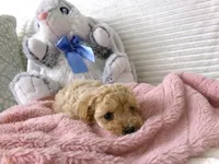 AKC Princess , a female Poodle - Toy  for sale in Cub Run, KY – Photo 8 of 10