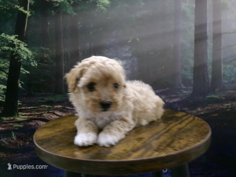 AKC Princess  – Poodle - Toy  puppy for sale in Cub Run, KY