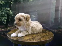 AKC Princess , a female Poodle - Toy  for sale in Cub Run, KY – Photo 5 of 10