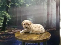 AKC Princess , a female Poodle - Toy  for sale in Cub Run, KY – Photo 3 of 10