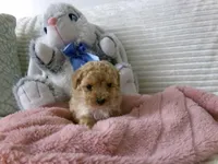 AKC Princess , a female Poodle - Toy  for sale in Cub Run, KY – Photo 2 of 10