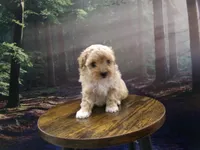 AKC Princess , a female Poodle - Toy  for sale in Cub Run, KY – Photo 4 of 10