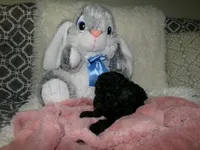 Wendy, a female Poodle - Miniature  for sale in Cub Run, KY – 4 of 10