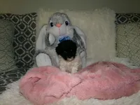Sally, a female Poodle - Miniature  for sale in Cub Run, KY – 8 of 9