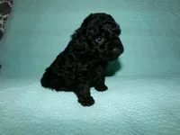 AKC Theodore, a male Poodle - Toy  for sale in Cub Run, KY – Photo 4 of 5