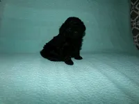 AKC Theodore, a male Poodle - Toy  for sale in Cub Run, KY – Photo 3 of 5