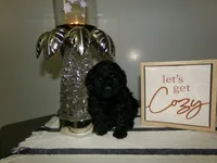 AKC Theodore, a male Poodle - Toy  for sale in Cub Run, KY – Photo 2 of 5