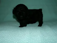 AKC Theodore, a male Poodle - Toy  for sale in Cub Run, KY – Photo 5 of 5