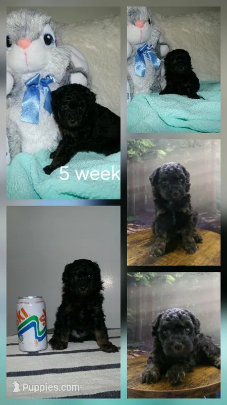 Jax – Poodle - Miniature  puppy for sale in Cub Run, KY