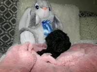 Wendy, a female Poodle - Miniature  for sale in Cub Run, KY – 9 of 10