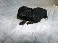 Kimmy, a female Poodle - Miniature  for sale in Cub Run, KY – 4 of 4