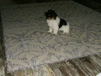 AKC Sage, a female Poodle - Miniature  for sale in Cub Run, KY – 5 of 8