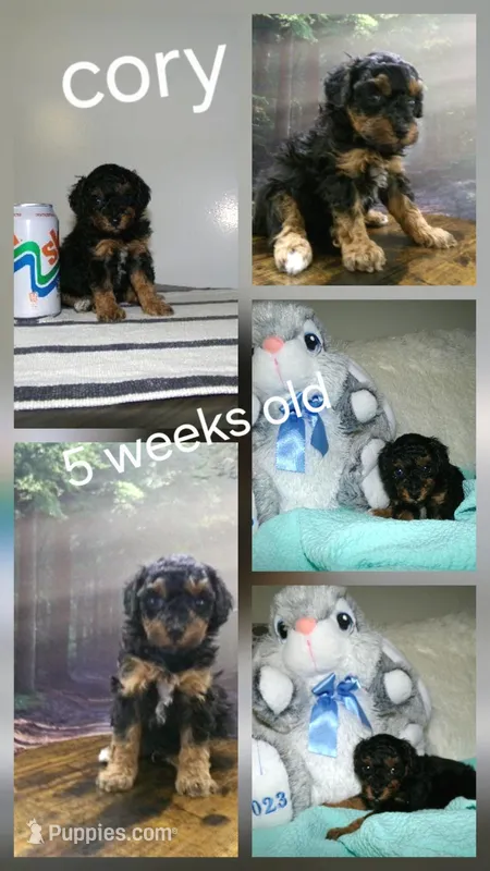 Cory – Poodle - Miniature  puppy for sale in Cub Run, KY