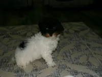 AKC Sage, a female Poodle - Miniature  for sale in Cub Run, KY – 3 of 8
