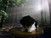Sage, a female Poodle - Miniature  for sale in Cub Run, KY – 9 of 9
