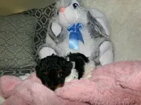 Sage, a female Poodle - Miniature  for sale in Cub Run, KY – 6 of 9