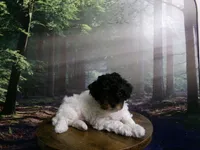 Sage, a female Poodle - Miniature  for sale in Cub Run, KY – 4 of 9