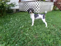 AKC Oscar , a male Poodle - Miniature  for sale in Cub Run, KY – 4 of 5