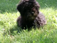 AKC Bella, a female Poodle - Miniature  for sale in Cub Run, KY – 2 of 7