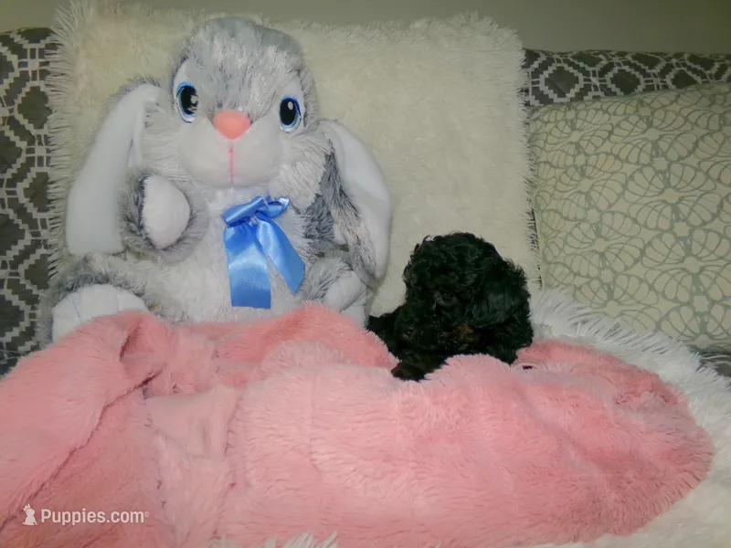 Wendy – Poodle - Miniature  puppy for sale in Cub Run, KY