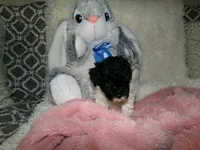 Sally, a female Poodle - Miniature  for sale in Cub Run, KY – 5 of 9