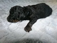 Kari, a female Poodle - Miniature  for sale in Cub Run, KY – 3 of 4
