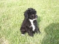 AKC Prince, a male Poodle - Miniature  for sale in Cub Run, KY – 2 of 3