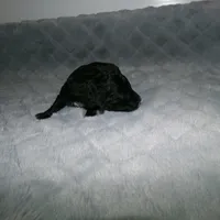 AKC Prince, a male Poodle - Miniature  for sale in Cub Run, KY – Photo 4 of 4