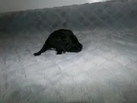 AKC Prince, a male Poodle - Miniature  for sale in Cub Run, KY – Photo 4 of 4