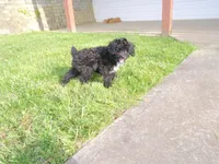 AKC Prince, a male Poodle - Miniature  for sale in Cub Run, KY – 3 of 3
