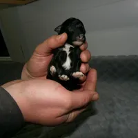 AKC Prince, a male Poodle - Miniature  for sale in Cub Run, KY – Photo 1 of 4