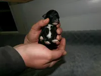 AKC Prince, a male Poodle - Miniature  for sale in Cub Run, KY – Photo 1 of 4