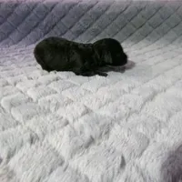 AKC Prince, a male Poodle - Miniature  for sale in Cub Run, KY – Photo 2 of 4