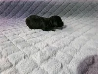 AKC Prince, a male Poodle - Miniature  for sale in Cub Run, KY – Photo 2 of 4